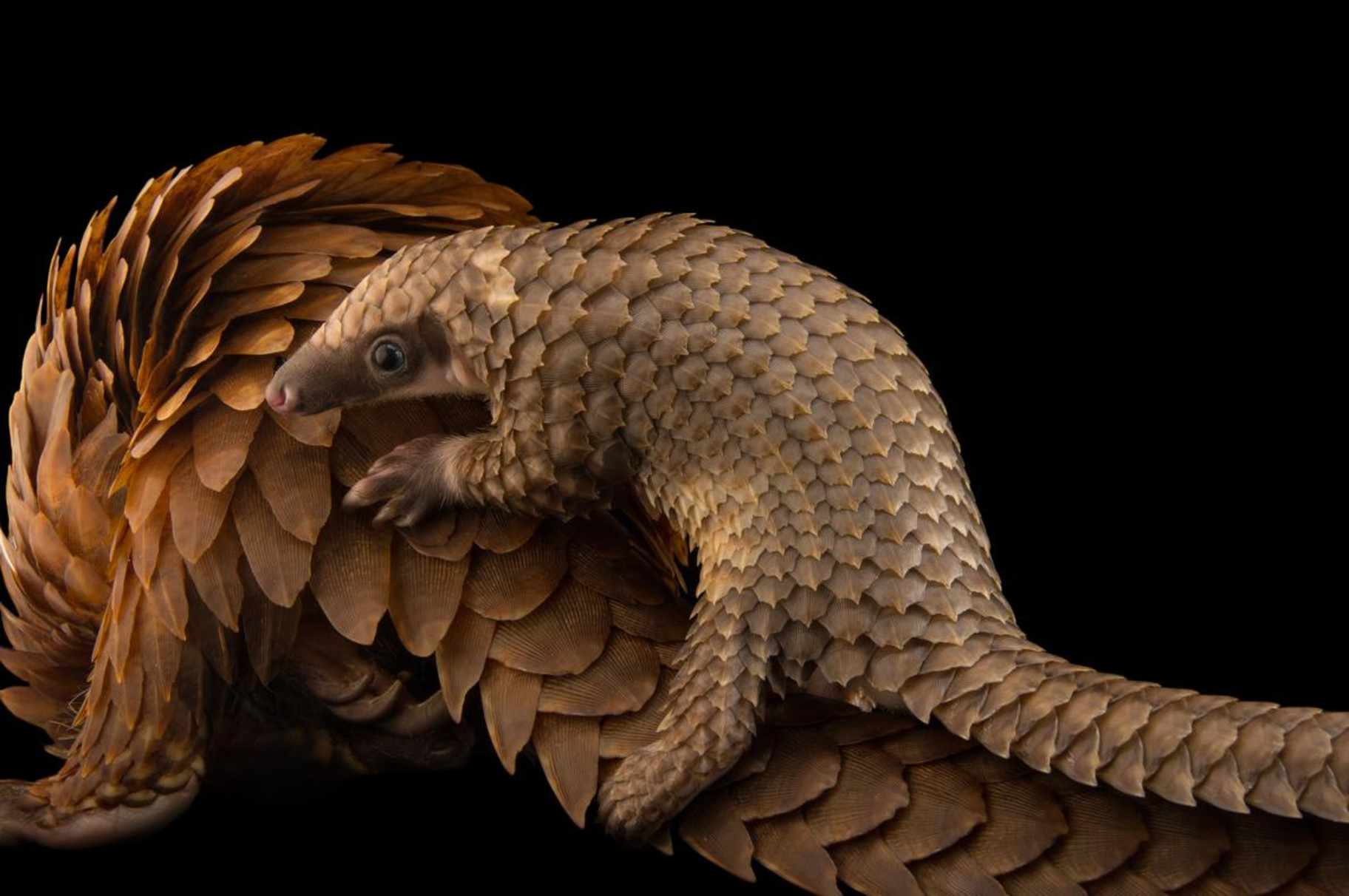 PHOTOGRAPH BY JOEL SARTORE